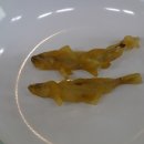 가선식당 Daum카페