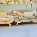 리치펫하우스 이미지