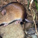 양돈농장 이미지