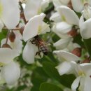 로비니아 의사아카시아 나무(Robinia Pseudo-acacia)에대한 정보 이미지