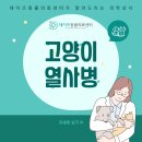 데이즈동물의료센터 | 오산동동물병원 고양이 열사병 대처법! [데이즈동물의료센터]