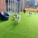 놀러오개 애견유치원 호텔 고기점 이미지