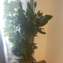 푸른 식물병원 이미지