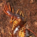 마이차우 이미지