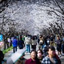 임진적벽길 | "4월 임진강 바람에 흩날리는 진상리 벚꽃길 놓치지 마세요"