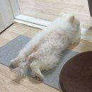 스마일댕댕 이미지