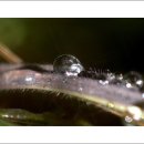 풀잎 위의 이슬 이미지