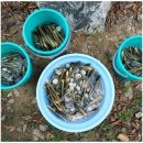 노을빛진산 | 태안조개체험펜션 노을빛 갯벌체험펜션에서의 잊지 못할 하루