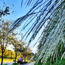 영천강 강변로 이미지