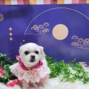 꿈꾸는 강아지 이미지