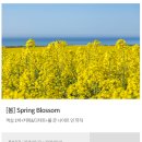 꼬모가든 | 제주 히든클리프 호텔 디럭스 트윈 가든 룸 이용 후기