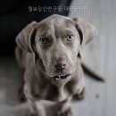 털로덮인친구들달서점