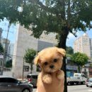 이마트24이마트봉선점 | 광주 강아지 애견샵 광주강아지 마마스미독 24시 광주봉선점 이용후기