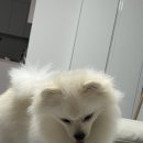 로로앤독 이미지