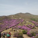 어신민물매운탕 | [황매산 철쭉제]... 경남 합천 가볼만한곳... 축제기간은 5월 14일에서 5월 24일까지 입니다...