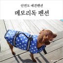 메모리독펜션 | 안면도 애견펜션 메모리독, 강아지수영장에서 놀고 온 후기