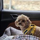 럭스 당구장 | 강원도 홍천 소노펫 클럽앤리조트 후기