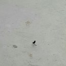 장수셀프주유소 이미지