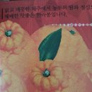 준우농산물 | 인터넷으로 구매한 제주 꼬마한라봉 10kg(준우네 한라봉농원) 내돈내산 후기