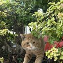 평택시 배다리저수지3 이미지