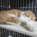 동물보육원 대전서구갈마지부 이미지