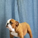 포켓불독 이미지