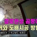 벽지곰팡이제거 총정리, 벽지 곰팡이 원인 부터 벽 곰팡이 제거 방법 까지 이미지
