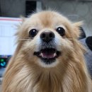 김 S 동물병원 이미지