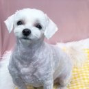 성남대로43번길 이미지