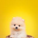 헬로우 독 이미지