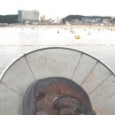 해파리 - 수영구 남천바다로33번길 72 | 해파리