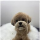 뽀그리독 | 인천애견미용 강아지와 함께하는 더 행복한 미용 경험 후기
