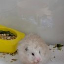 고수동물병원 | 부산 햄스터 전문 병원추천 [ 덕천동물의료센터 ] 완전추천