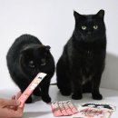 캣츄 | 다이소 고양이간식 추천 닥터펠리스 포캣츄 내돈내산 후기 기호성 좋은 고양이 츄르