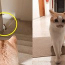 강아지 친구 이미지