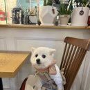 런던 애견하우스 이미지