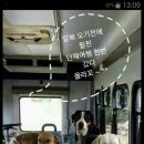 웃기는코끼리