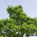 빛가리농장 | 블챌 스페셜 포토덤프 1️⃣ 7주차 충청도 가볼만곳 청산수목원 5월의 홍가시