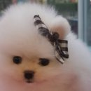 똥강아지 김해 강아지분양 고양이분양 이미지