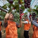 (주)포도 이미지