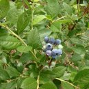 블루베리 이미지