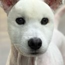 그루밍독 연구소 이미지