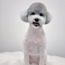 토비네 살롱 이미지