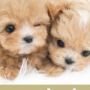 펫아미 강아지분양 고양이분양 동탄점 이미지