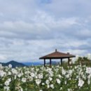 장성 꽃 화원 이미지