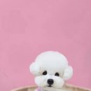 시루 반려견 미용 이미지