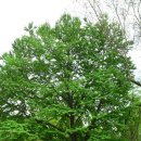 계수나무 이미지