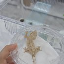 에코펫케어 | 송도 도마뱀 분양 후기 | 아이와 함께 다녀온 파충류샵 트리에코