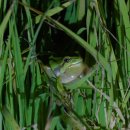 청개구리 이미지