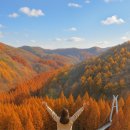 장태산 산너울 펜션,민박 | 여행] 가을 단풍 명소 추천 | 장태산 자연휴양림 완벽 가이드🍁 (feat. 장태산 자연휴양림 뷰포인트...